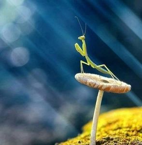 Meet your Posher, Andromeda